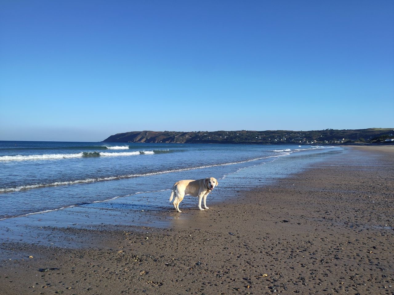 English Labrador on sandy beach with cliffs in far background.